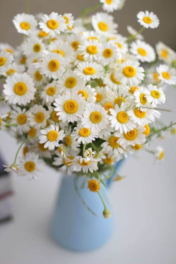 Flower Arrangement - Daisies