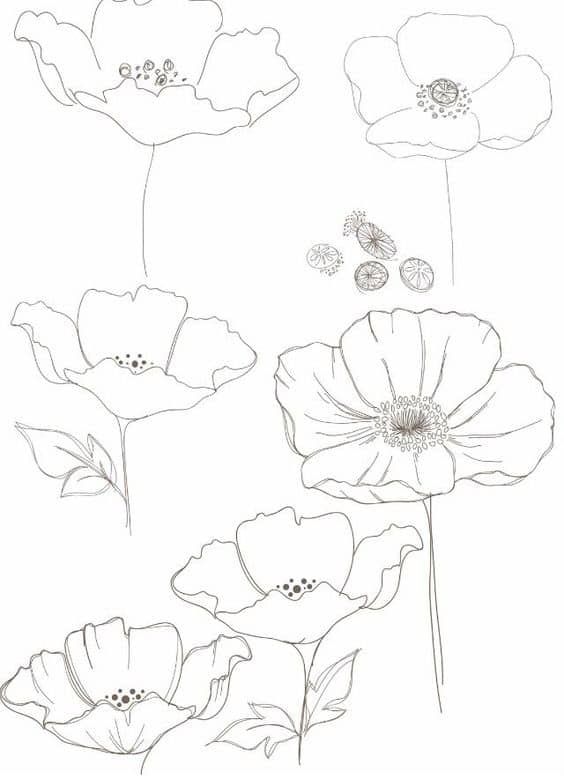 Poppy Floral Drawing