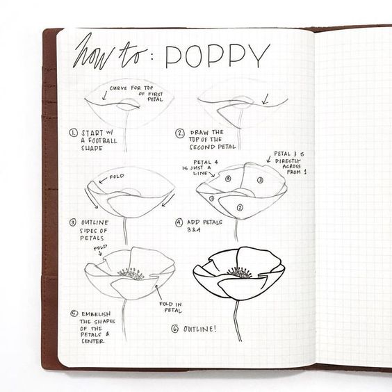 How to Draw Poppy Flower