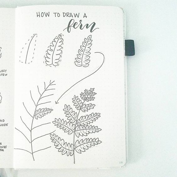 How to Draw a Fern Leaf