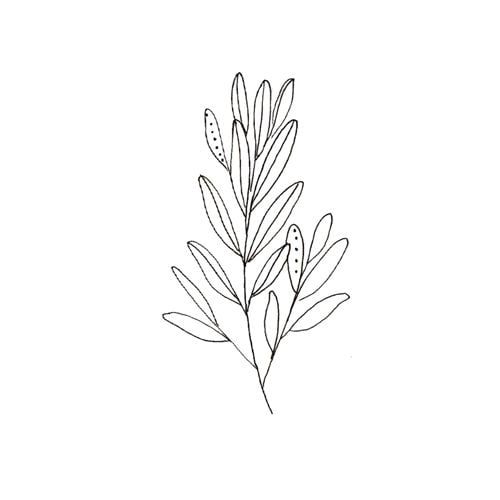 Plant Drawing Ideas