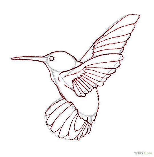Easy Hummingbird Animal Bird Drawing