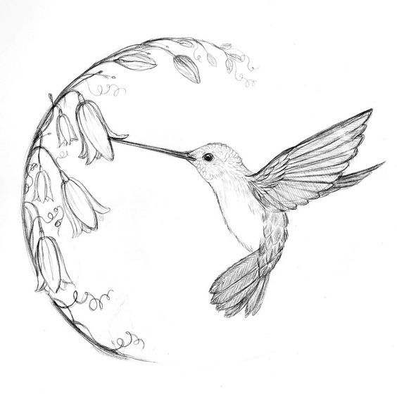 Hummingbird Drawing Idea