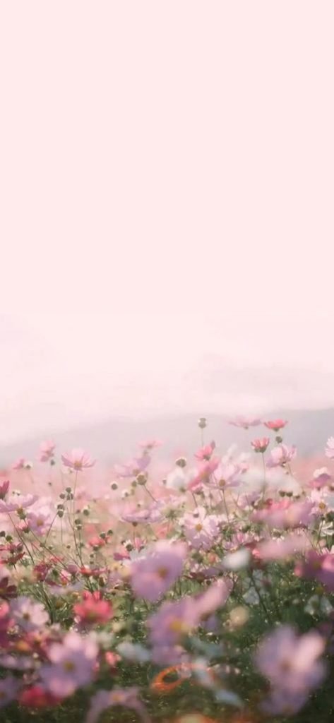 Flower Phone Wallpaper