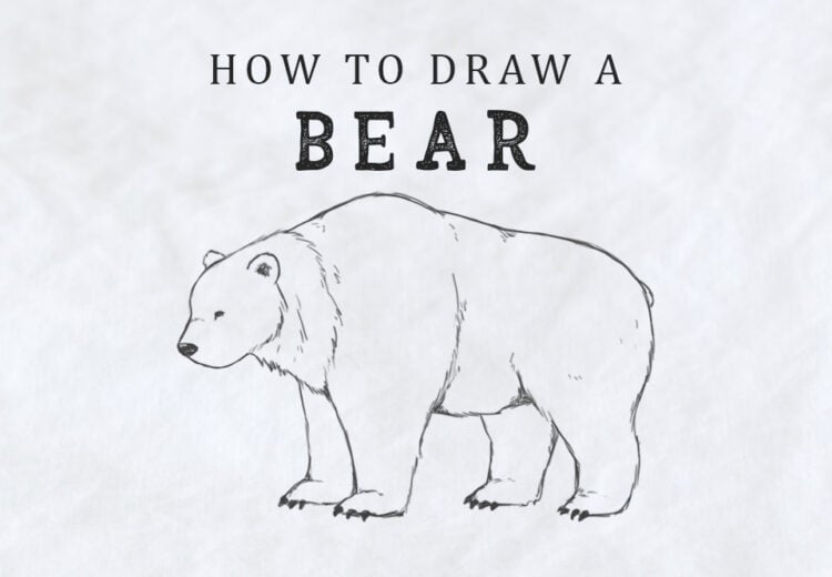 how to draw a bear easy