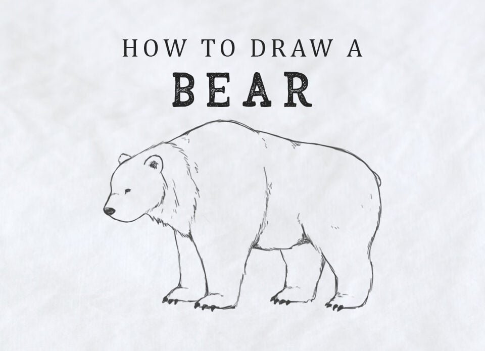 how to draw a bear easy