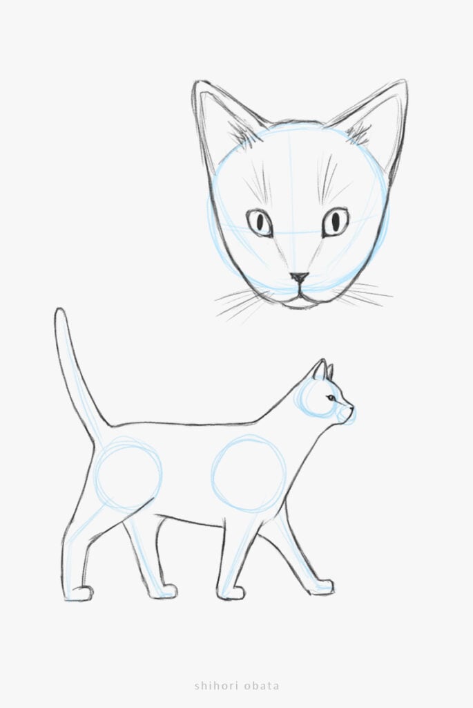 realistic cat drawing easy